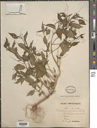 Image result for Micrococca mercurialis