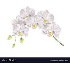 3d White Orchid Flower Realistic Design Vector Image On Vectorstock Orchid Flower Orchid Illustration White Orchids