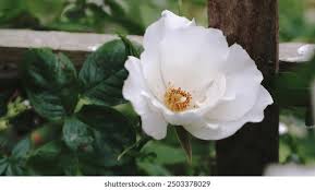 Image result for Rosa laevigata