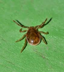 Jelaskan perbedaan dan persamaan antara sistem saraf dari arthropoda dan annelida.; Pengertian Klasifikasi Ciri Ciri Hewan Arthropoda Singkat Padat Jelas