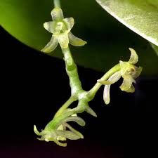 Image result for Angraecopsis parviflora