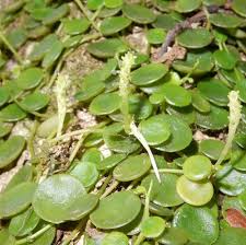 Image result for Peperomia fernandopoiana