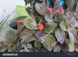 Image result for Begoniaceae