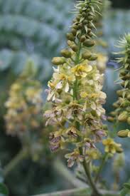 Image result for Guilandina bonduc