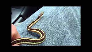 These harmless snakes have slender necks and bodies, with brown to black coloring and three lines. Eastern Ribbon Snake Youtube