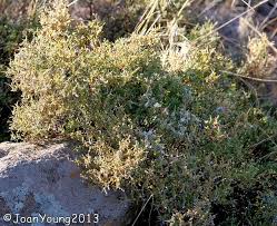 Image result for Melolobium