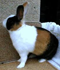 Pin On Case Study Attack Of The Rabbit D