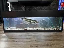 My Monster Babies In 2021 Live Fish Singapore Alligator