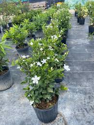 Image result for Alafia orientalis