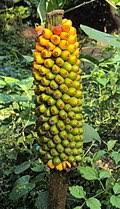Image result for Amorphophallus goetzei