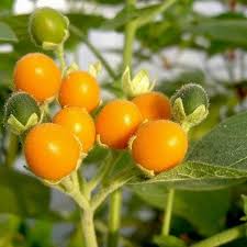 Image result for Dialium schlechteri