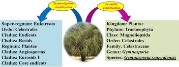 Image result for Gymnosporia arenicola