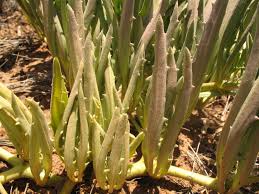 Image result for Cyphostemma hereroense