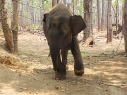 Résultat de recherche d'images pour "elephant snare"