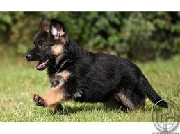 German Shepherd Puppies For Sale Healthy 40 To 45 Days Excellent Quality High Lineage Puppy Pure Bread German Shepherd Puppies Shepherd Puppies Gsd Puppies