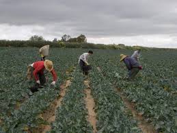 De wikipedia, la enciclopedia libre. Ayudas Incorporacion Jovenes Agricultores Convocatoria 2018 Andalucia Asaja Cadiz