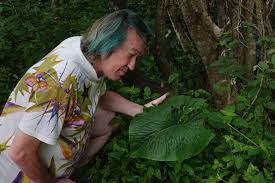 Image result for Stylochaeton puberulus