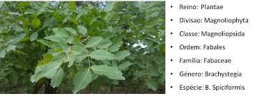 Image result for Brachystegia spiciformis × microphylla