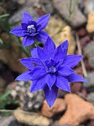 Image result for Wahlenbergia