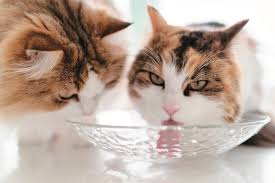 猫の水の与え方～猫の食事・水（５）｜ねこのきもちWEB MAGAZINE