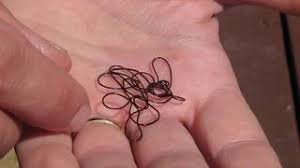 Whether you're sending gifts from the uk to nigeria for a birthday, or you've sold an item on ebay and need shipping to nigeria, we can help. Parasitic Horsehair Worms Facts Life Cycle And Effects Owlcation