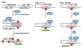 Further communication may follow to clarify additional questions, validate, update or append. Models Of Pak Activation P21 Activated Kinases Paks Have A Conserved Download Scientific Diagram