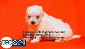 4 exceptions to our list of puppy price in india. Maltese Puppies For Sales In Chennai 9940394411 Chennai Free Classifieds