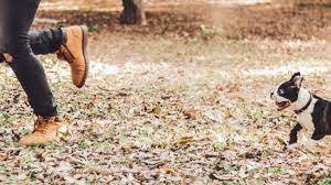 Find somewhere you both enjoy going and a. How To Train Your Dog To Run With You Healthypets Blog