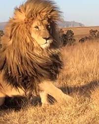 Lion On Instagram Look At This Hair Caption These Beautiful Lions If You Love Lion Based Content Join U Beautiful Lion Animals Majestic Animals