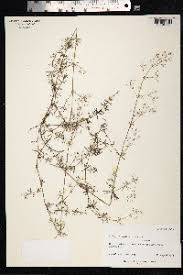 Image result for Galium bussei