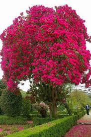 The lattice on the tree above may be beautiful, but it's also deadly: 17 Trees Ideas Beautiful Tree Beautiful Nature Nature Beauty