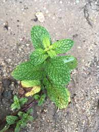My Mint Plants Leaves Have White Spots Is It A Disease Or A Lack Of Nutrients Or Is It Water Gardening Garden Diy Home Mint Plants Plants Plant Diseases