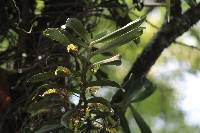 Image result for Diaphananthe odoratissima