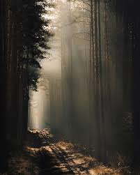 Photographer Jakub Wencek Explores The Forests Of Poland To Capture Fantastic Photos Of The Dark Side Of Nature Aesthetic Photography Nature Forest Photography Forest Pictures
