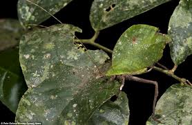 Bedbug bites come in traces and they did not left a bug body in the bite. Katydids Or Leaf Insects Captured In Pictures By Photographer Pete Oxford Daily Mail Online