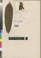 Image result for Strephonema