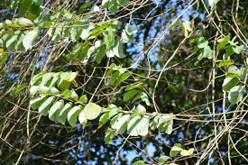 Image result for Cleistanthus