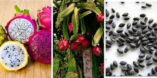 It is not grown in north america, which is why the plant is not as common in this region. How To Grow Dragon Fruit 9 Easy And Effective Steps