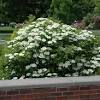 This compact form of american cranberrybush was discovered by pat perkins at bailey nurseries. Https Encrypted Tbn0 Gstatic Com Images Q Tbn And9gcqakqrakkiurqo15gmulf3 Nnxrqyxhgrurhjohkdtcn Sx7rla Usqp Cau