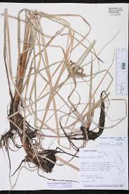 Image result for Oxycaryum