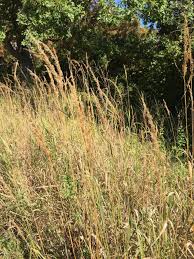 Image result for Sorghastrum