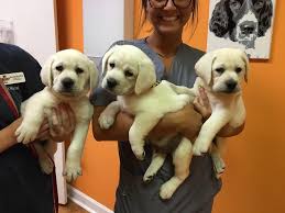 English labrador puppies michigan there are many things to think about when you are thinking the english and chocolate lab puppy mill in michigan is a big problem. Shelby S White Labrador Breeders A White Lab Breeder Puppies For Sale