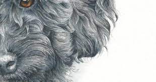How To Paint A Curly Haired Poodle In Watercolor Labradoodle Drawing Labradoodle Watercolor How To Paint A Dog