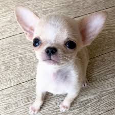 Notre Checklist Pour Le Dressage De Votre Chien Est Remplie De Plus De 100 Articles Pour Vous Aider A Faire Le Suivi De L Entr Chihuahua Puppies Cute Dogs Dogs