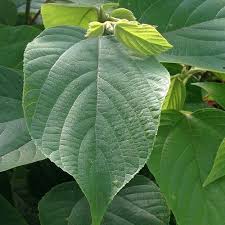Image result for Hovenia dulcis