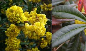 Image result for Berberis julianae