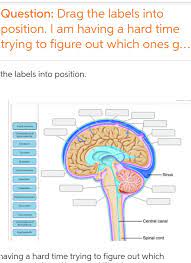 Drag the labels onto the diagram to identify the structures and ligaments of the … baca selengkapnya drag the labels onto the diagram to identify the structures and ligaments of the shoulder joint. Solved Question Drag The Labels Into Position I Am Having A Hard Time Trying To Figure Out Which Ones G The Labels Into Position Course Hero