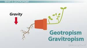 A small, round or oval object produced by a plant and from which, when it is planted, a new…. Geotropism Definition Examples Experiments Video Lesson Transcript Study Com