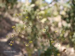 Image result for Pentanema indicum