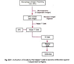 mechanism of humoral immunity microbiology